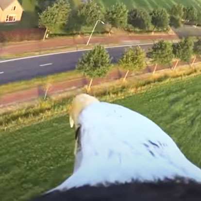 Eagle Flight from Balloon