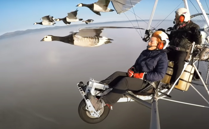 Microlight Flight with Birds